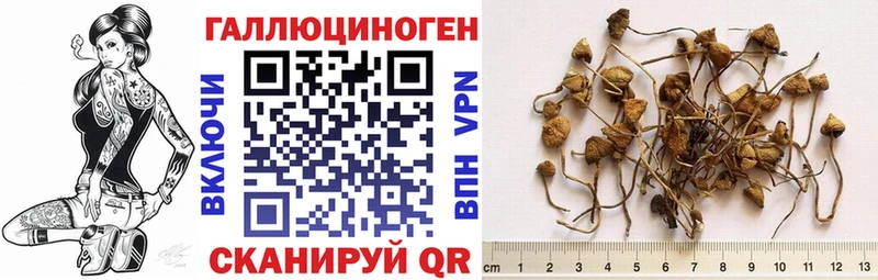 Купить  Волосово  Галлюциногенные грибы Cubensis 